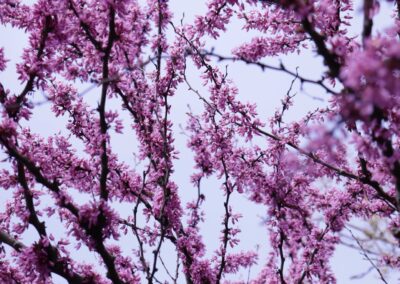 flower-tree