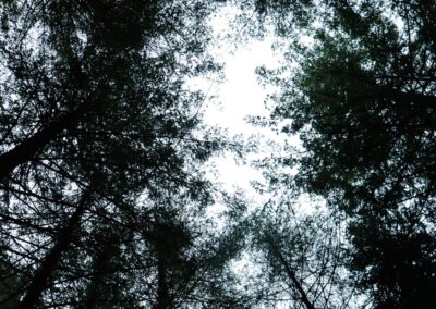 forest_sky